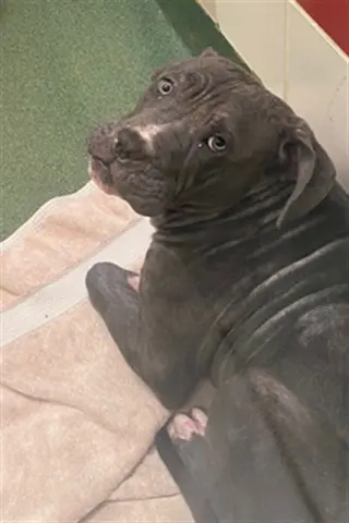BRUCE