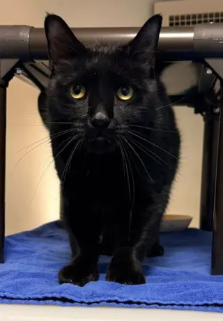 SALEM