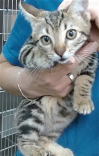 TABITHA