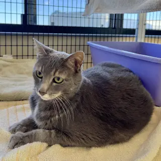 Gray Kitty