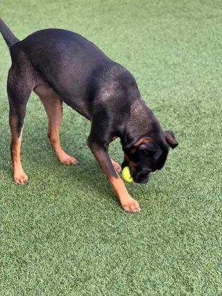 Louie