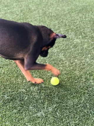 Louie