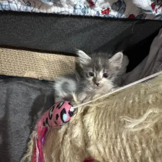 Kreme BrÃ»lÃ©e