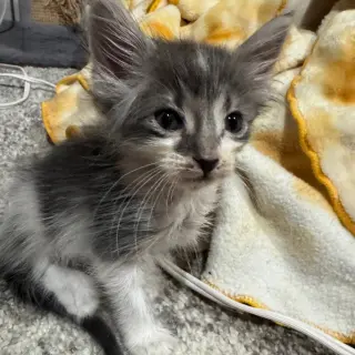 Kreme BrÃ»lÃ©e