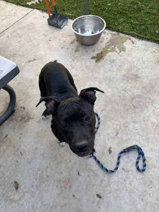 Pancho