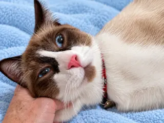 Charlie
