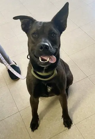 GUS