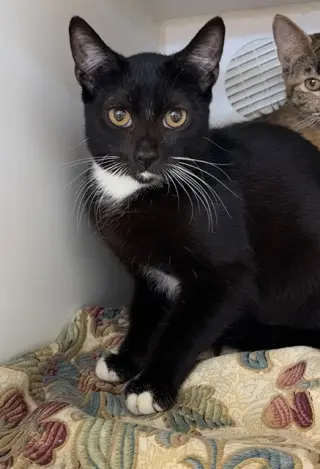MITTENS