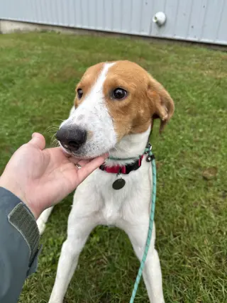 Buddy (Available TBD)