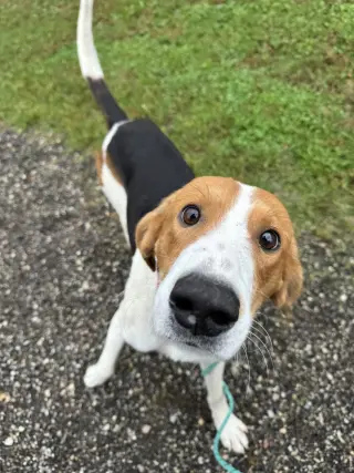 Buddy (Available TBD)