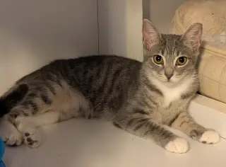 Kimi