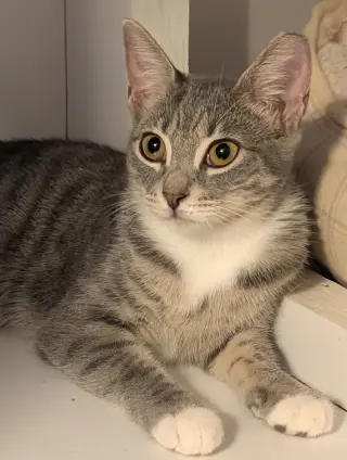 Kimi