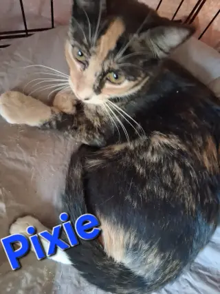 Pixie