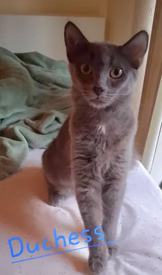 Duchess K