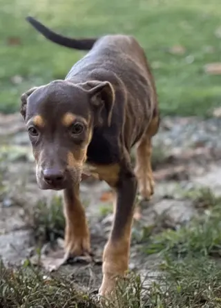 SADIE