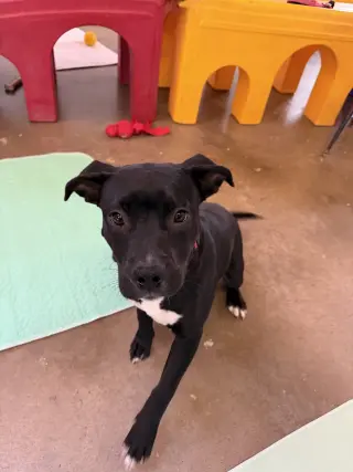 Stella (Available TBD)