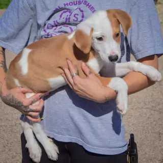 Archie