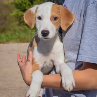 Archie