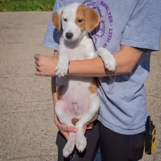 Archie