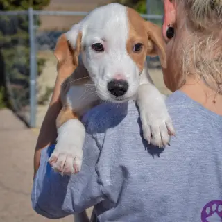 Archie