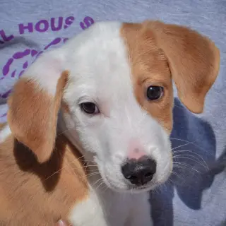 Archie