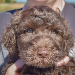 Cocoa Bean