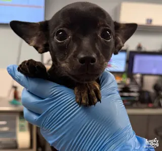 Jenny