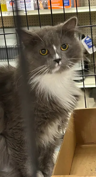 Gizmo: DLH (FCID# 09/21/26-82 Brookhaven PS) C