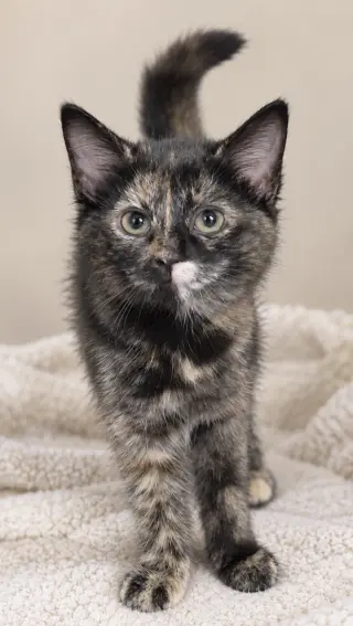 Kitten Hibachi