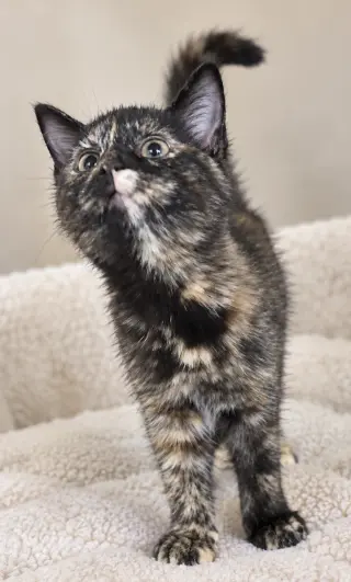 Kitten Hibachi
