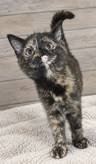 Kitten Hibachi