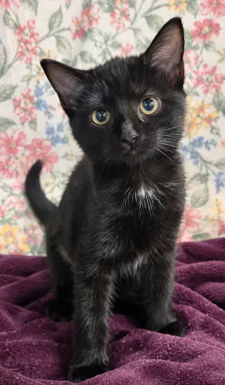 Kitten Sake