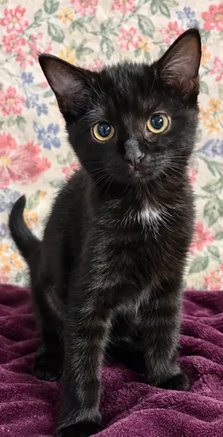 Kitten Sake