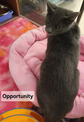 *Opportunity