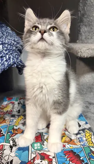 Orion