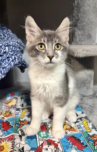 Orion