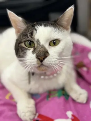 Pearl