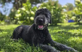 Ruby