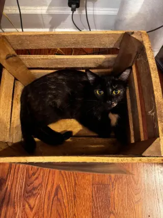 Nova