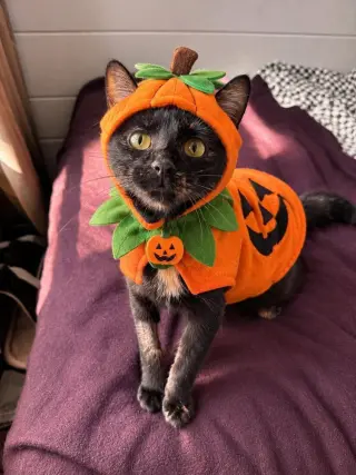 Nova