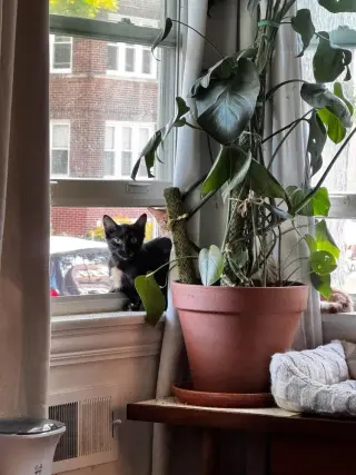 Nova