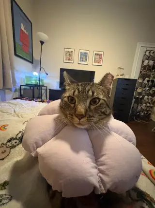 Rocky