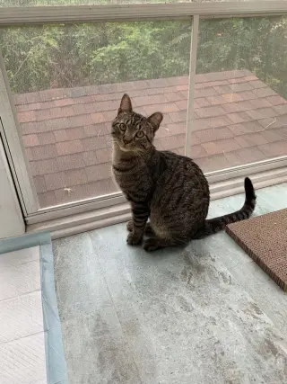Rocky