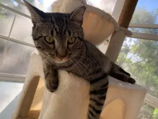 Rocky