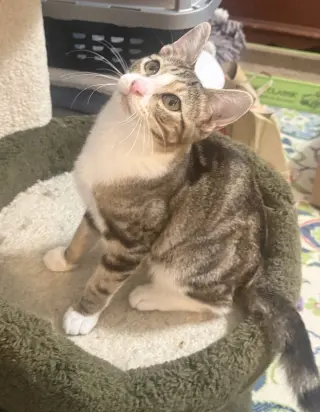 milo 2