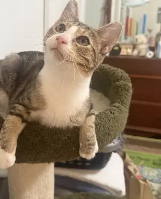 milo 2