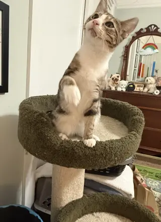 milo 2