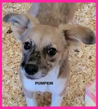 Pumpkin