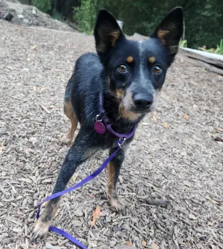Pixie