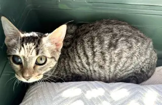 Kitten Elody